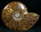 Cleoniceras Ammonite Fossil - Madagascar #7351-2